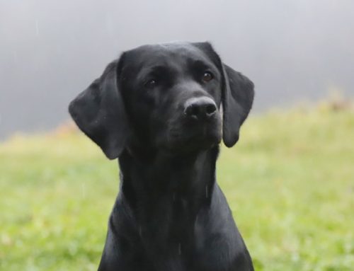 Vorankündigung Labrador Retriever